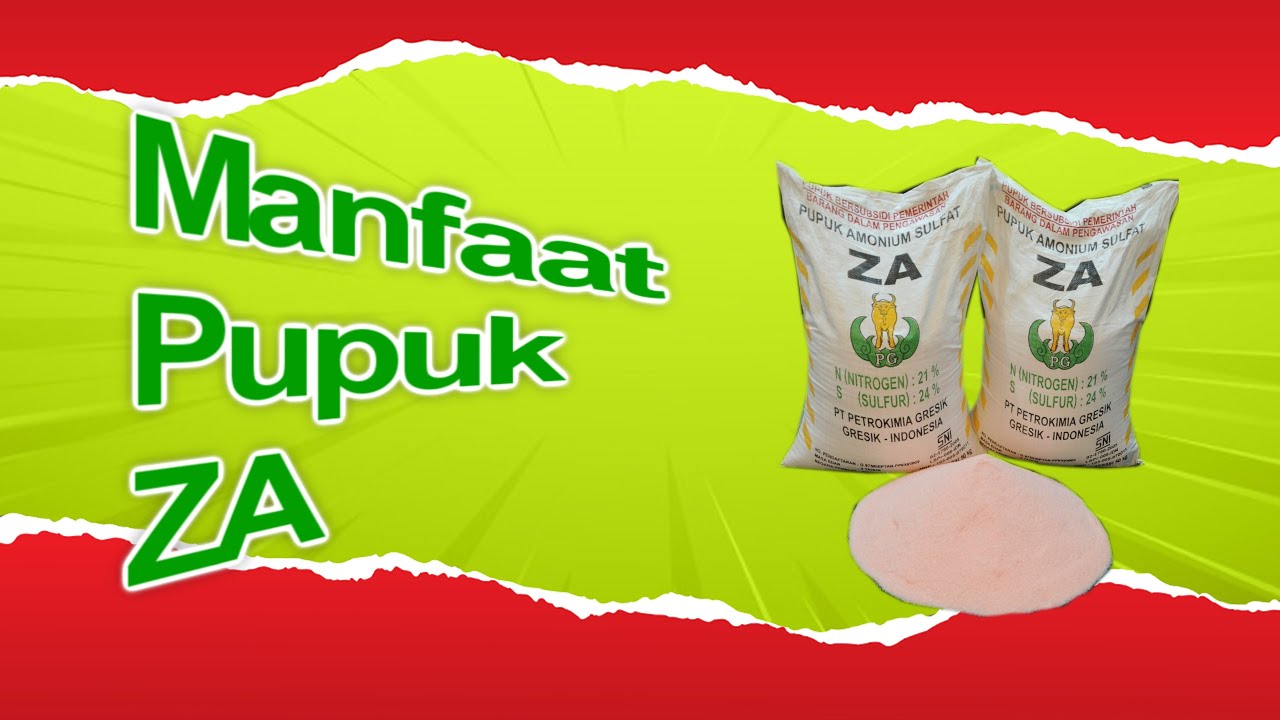 Kelebihan Dan Kekurangan Pupuk ZA untuk Tanaman, Resiko penggunaan ZA dan percampuran pupuk ZA