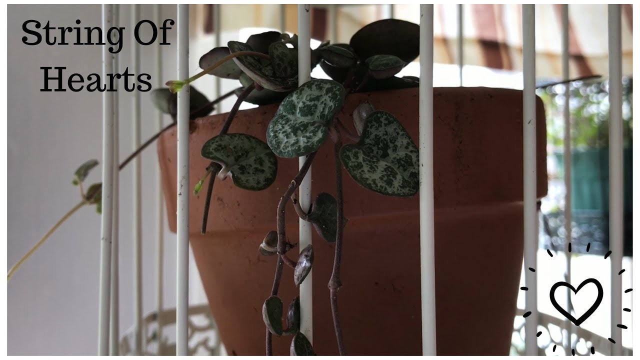 Repotting String of Hearts | Ceropegia woodii ♥️