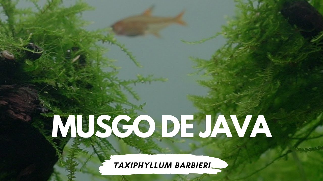 Tudo sobre o Musgo de Java