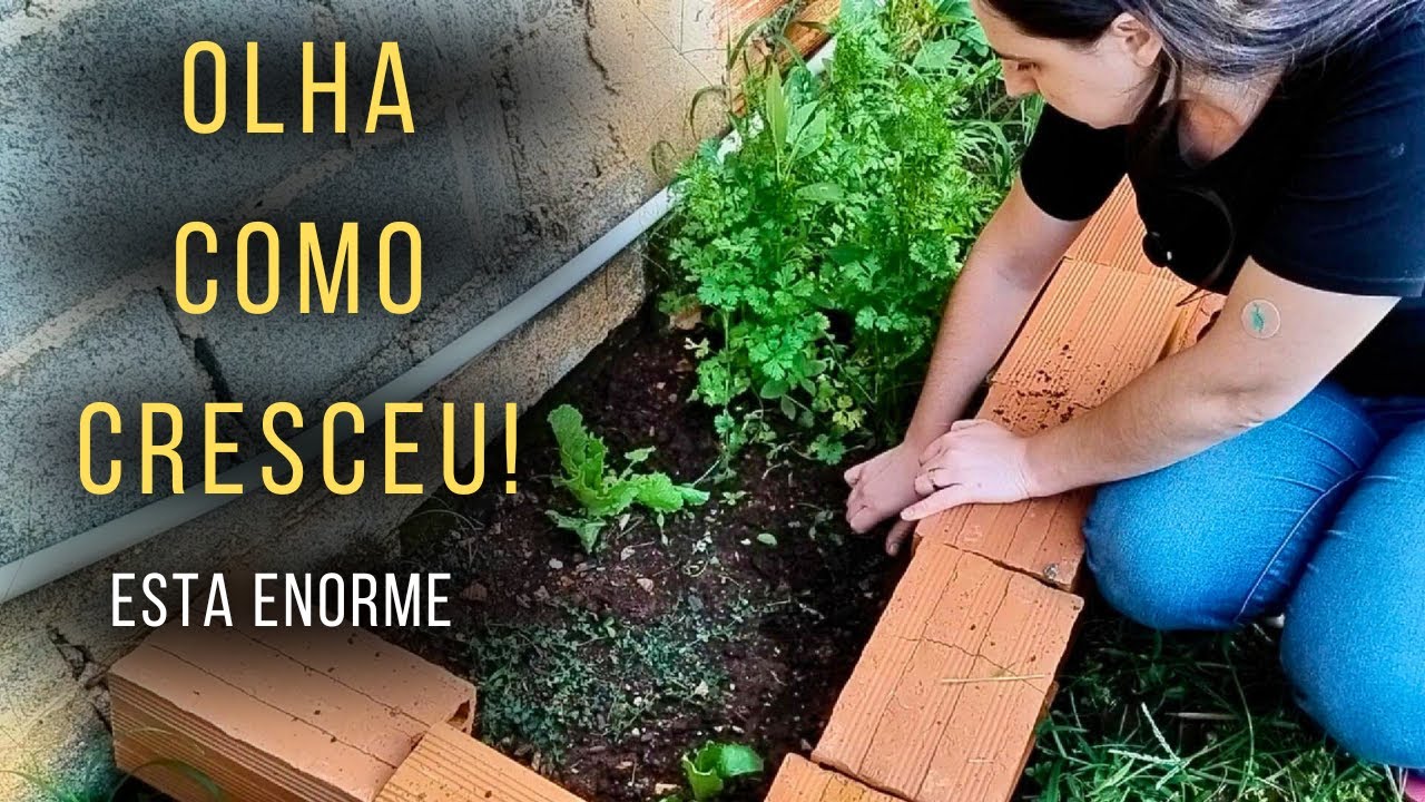 Como está minha horta hoje | acertos, erros e um pouco de vida no quintal
