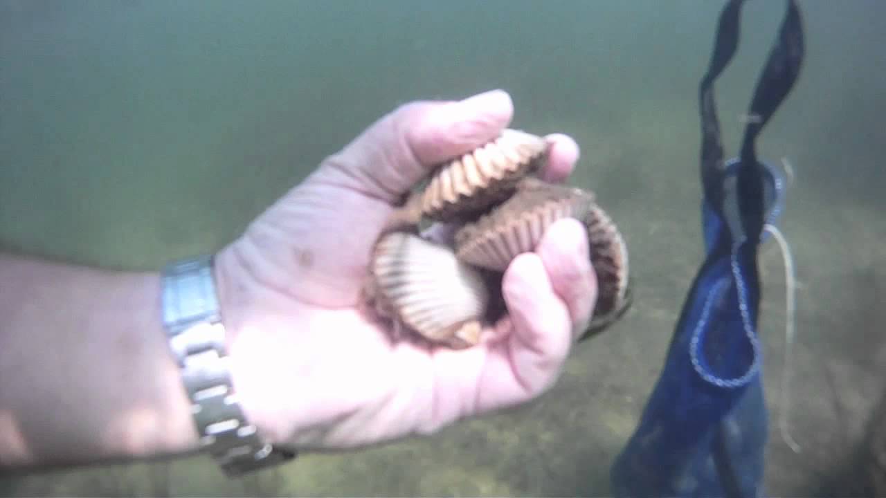 Scalloping port st joe bay