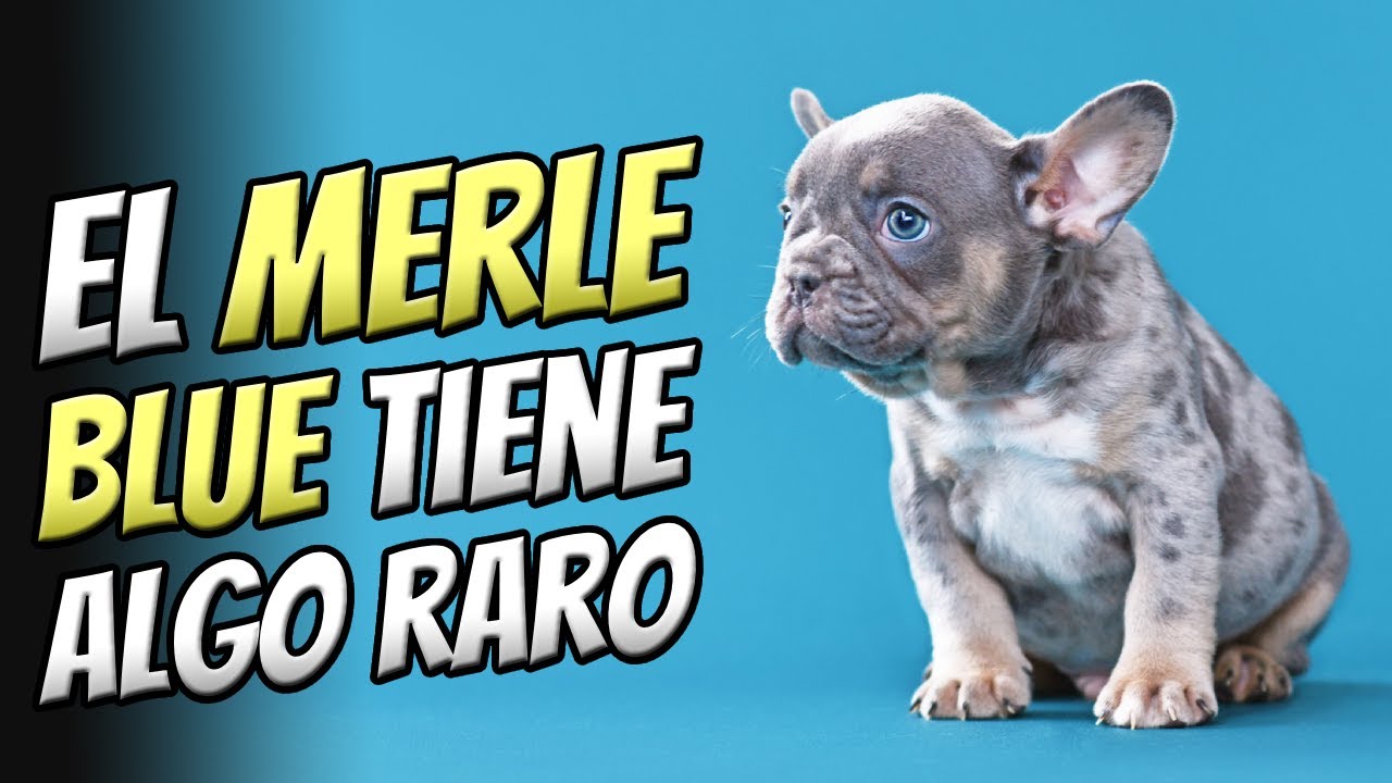 🐾 ¡Descubre el Bulldog Francés Merle MÁS ESPECIAL que Cualquier Otro!