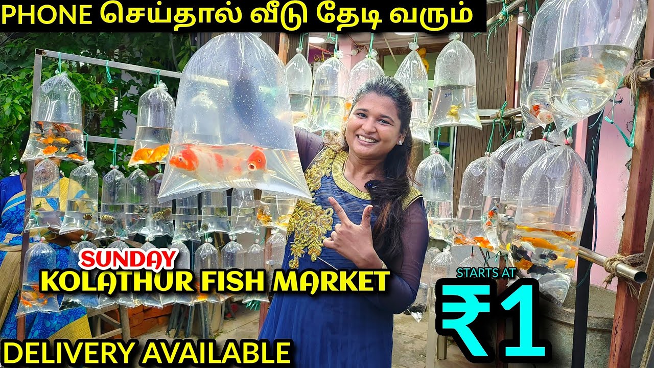 ₹1 ரூபாய் முதல்..!!!! Kolathur ALL DAY Fish Market Vlog