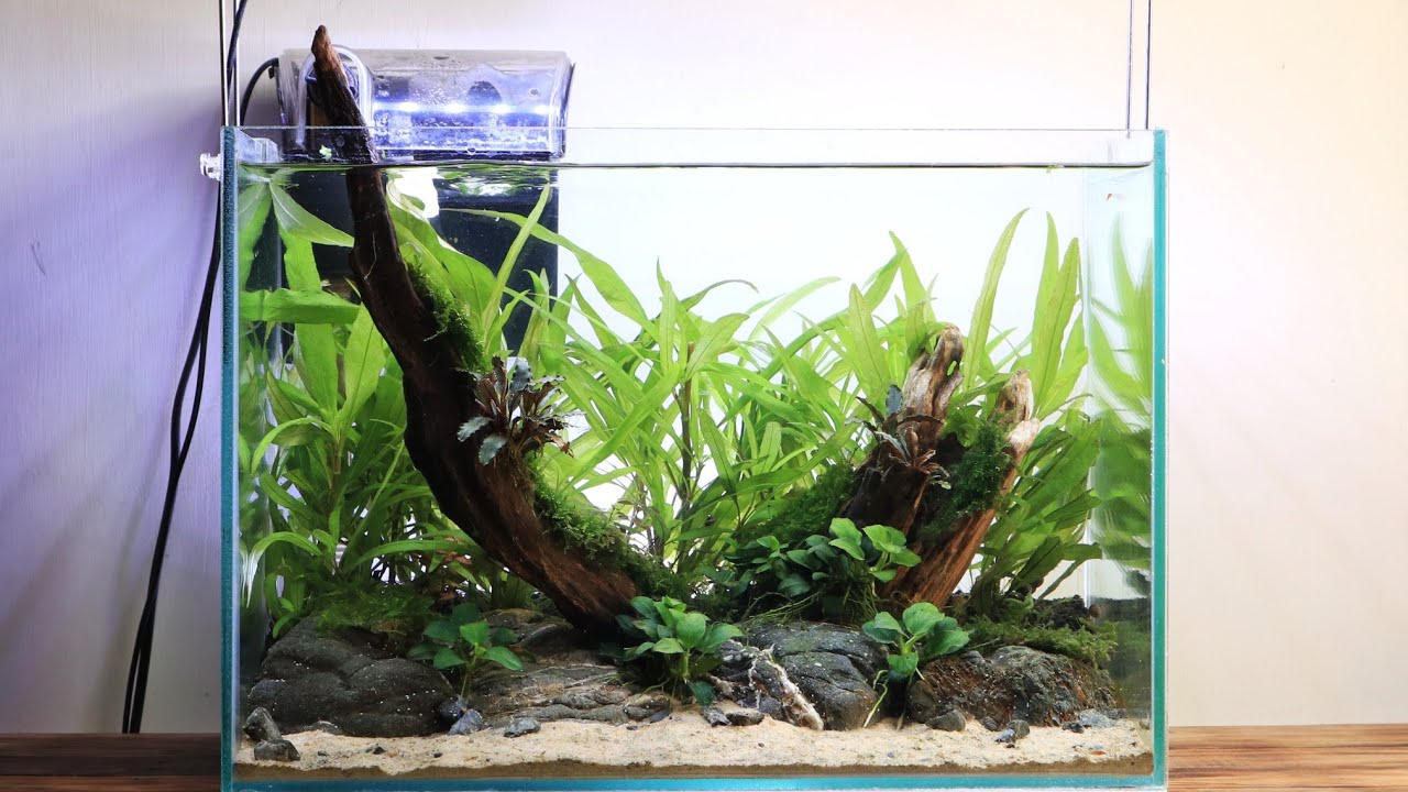 Natural Style Nano Aquascape 