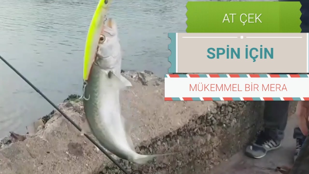 SPİN OLTASI İLE AT ÇEK SARIKANAT / LÜFER AVI ( PENDİK / GÜZELYALI ) İSTANBUL BALIK AVI !!!