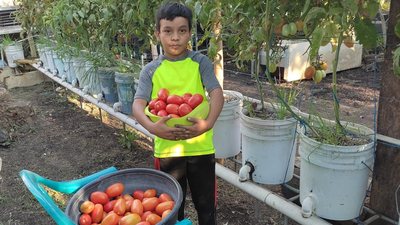 Cortando tomates tacana hidroponico, con la ayuda de Luis Enrique