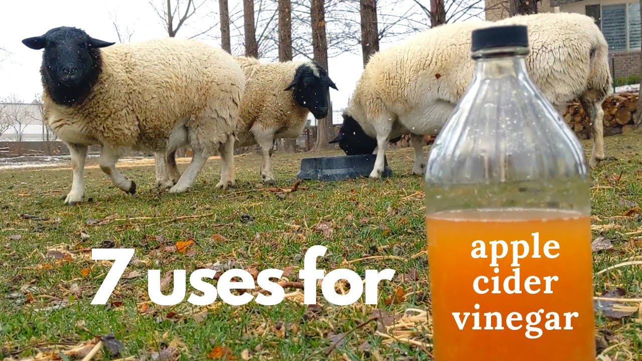 Apple Cider Vinegar on the Homestead 7 Ways!