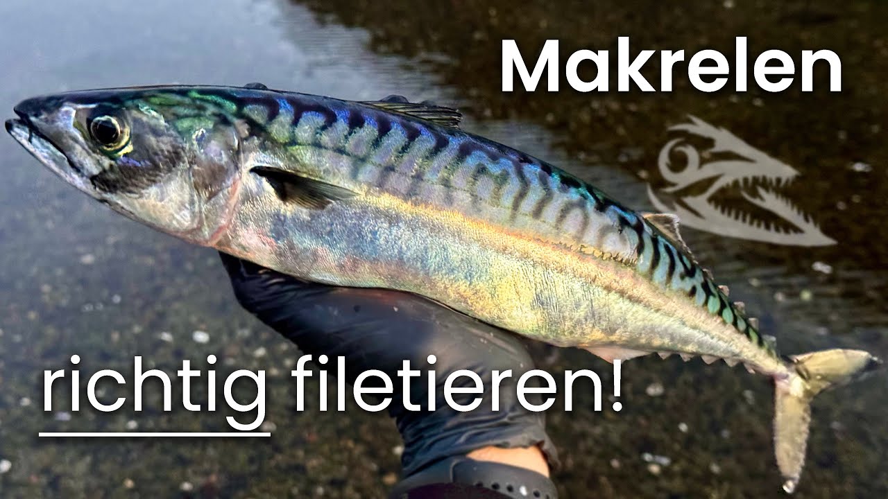 MAKRELEN richtig filetieren und zubereiten - Catch & Cook