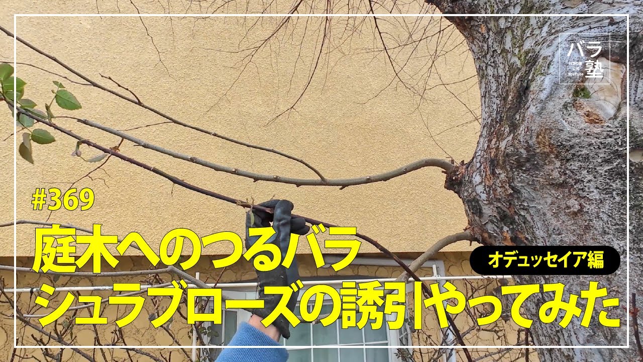 #369 庭木へのつるバラ シュラブローズの誘引やってみた オデュッセイア編