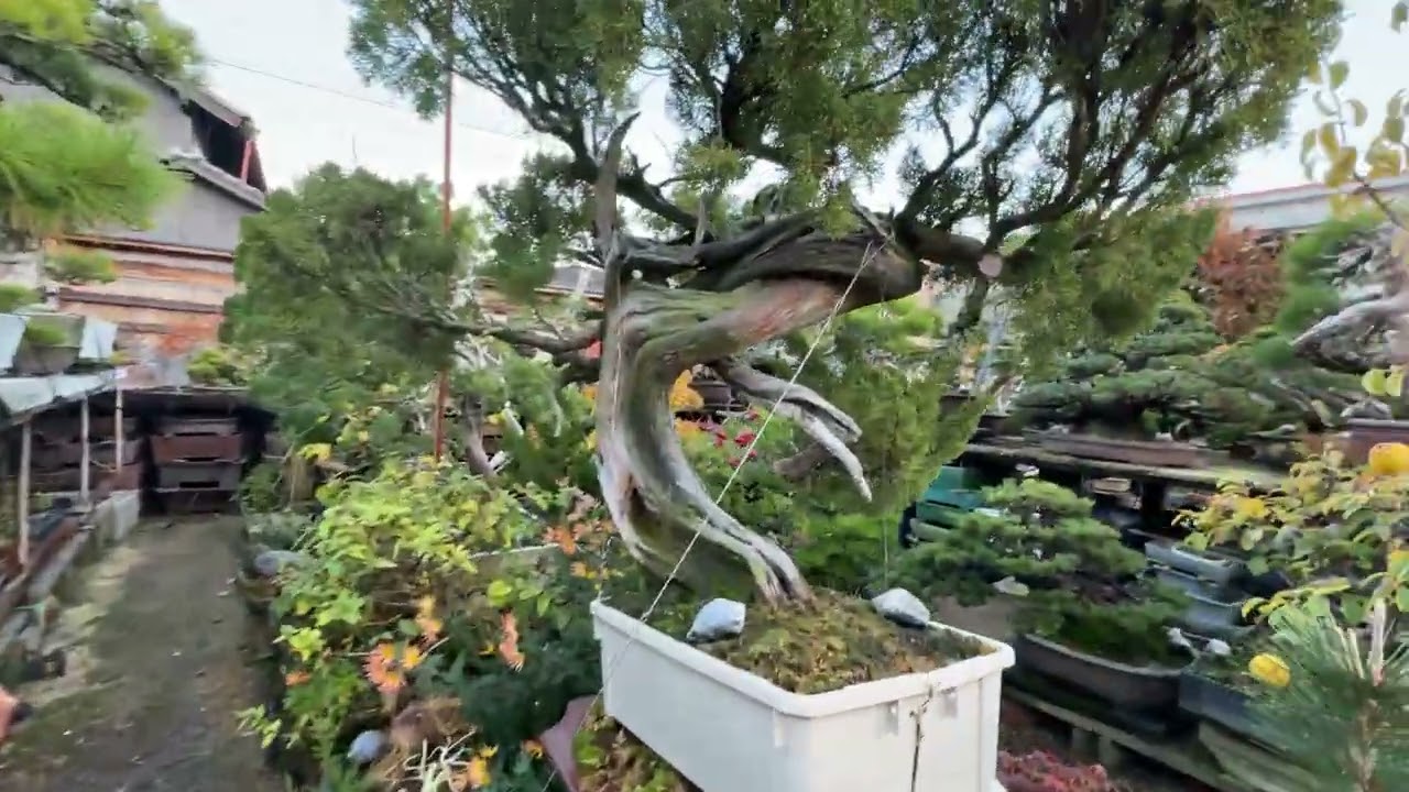 Visiting AichiEn bonsai nursery in Nagoya, Japan with my Dad