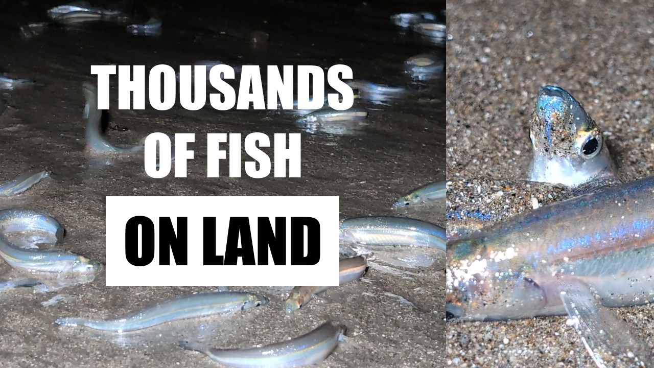 Thousands of Fish Beach Themselves | Grunion Run