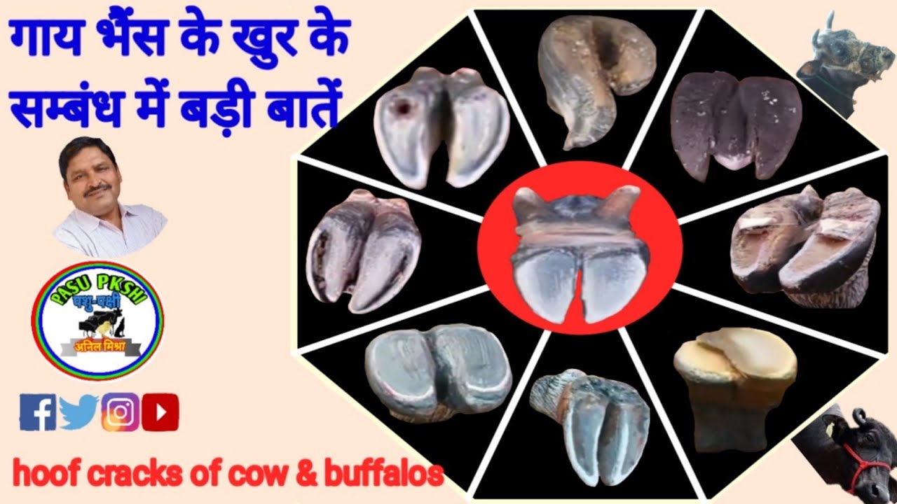 hoof cracks of cow & buffalo  | गाय भैंस के खुर के बारे में | #hoof | hooves
