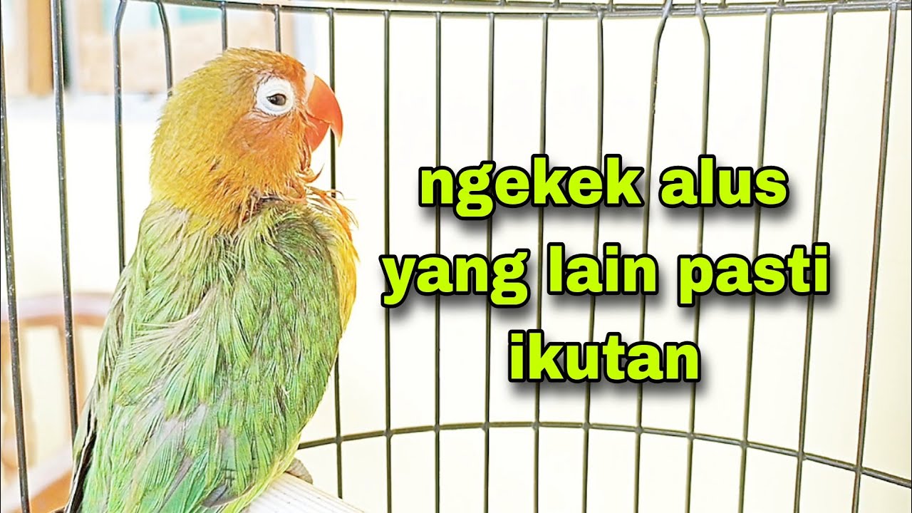 suara anakan lovebird ngekek halus, cocok untuk masteran anakan burung