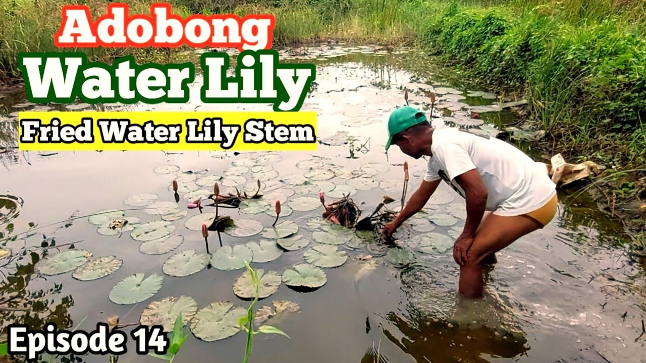 Ep.14 || Adobong Water Lily || Fried Water Lily Stems || Life in Bukidnon Province