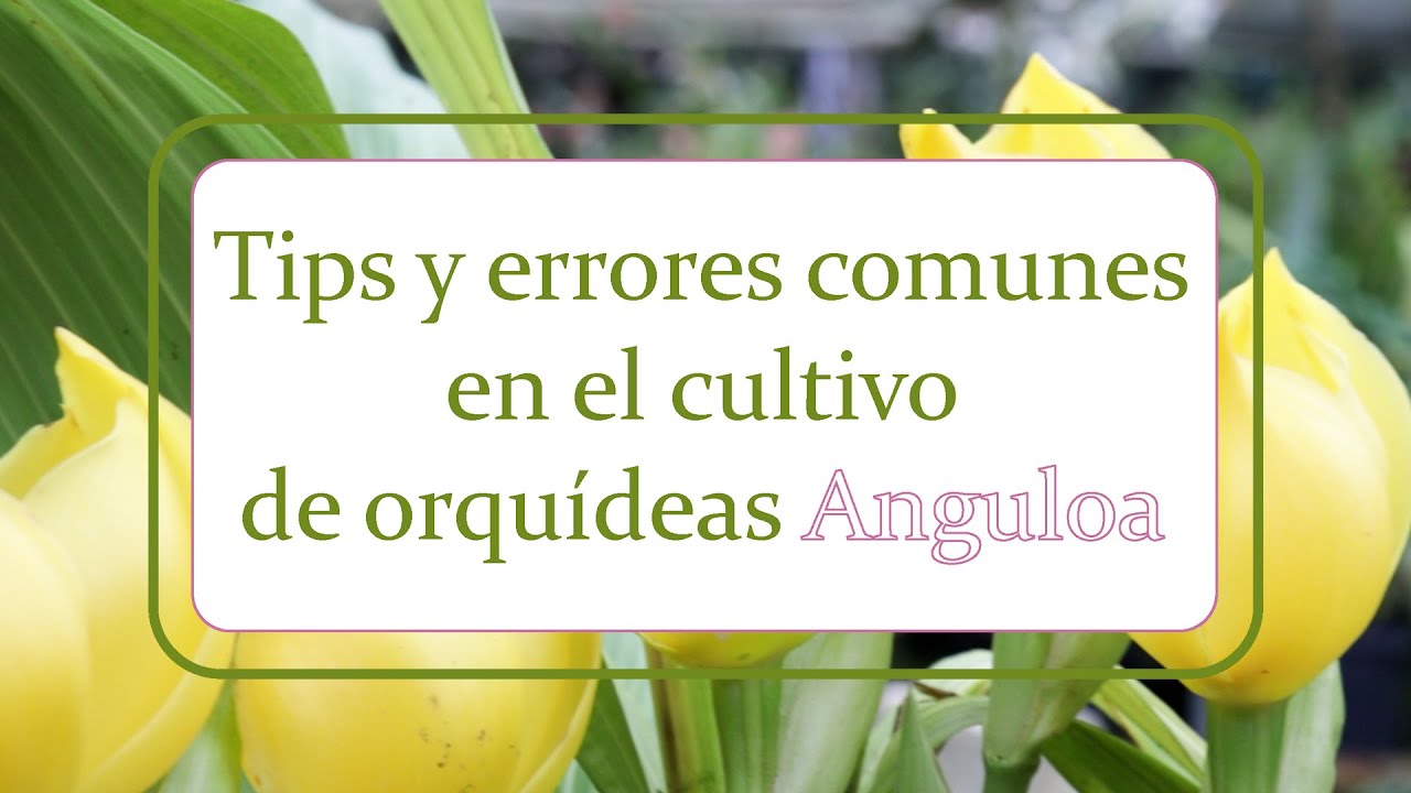 Tips y errores comunes en el cultivo de orqu&iacute;deas Anguloa | Alma del bosque