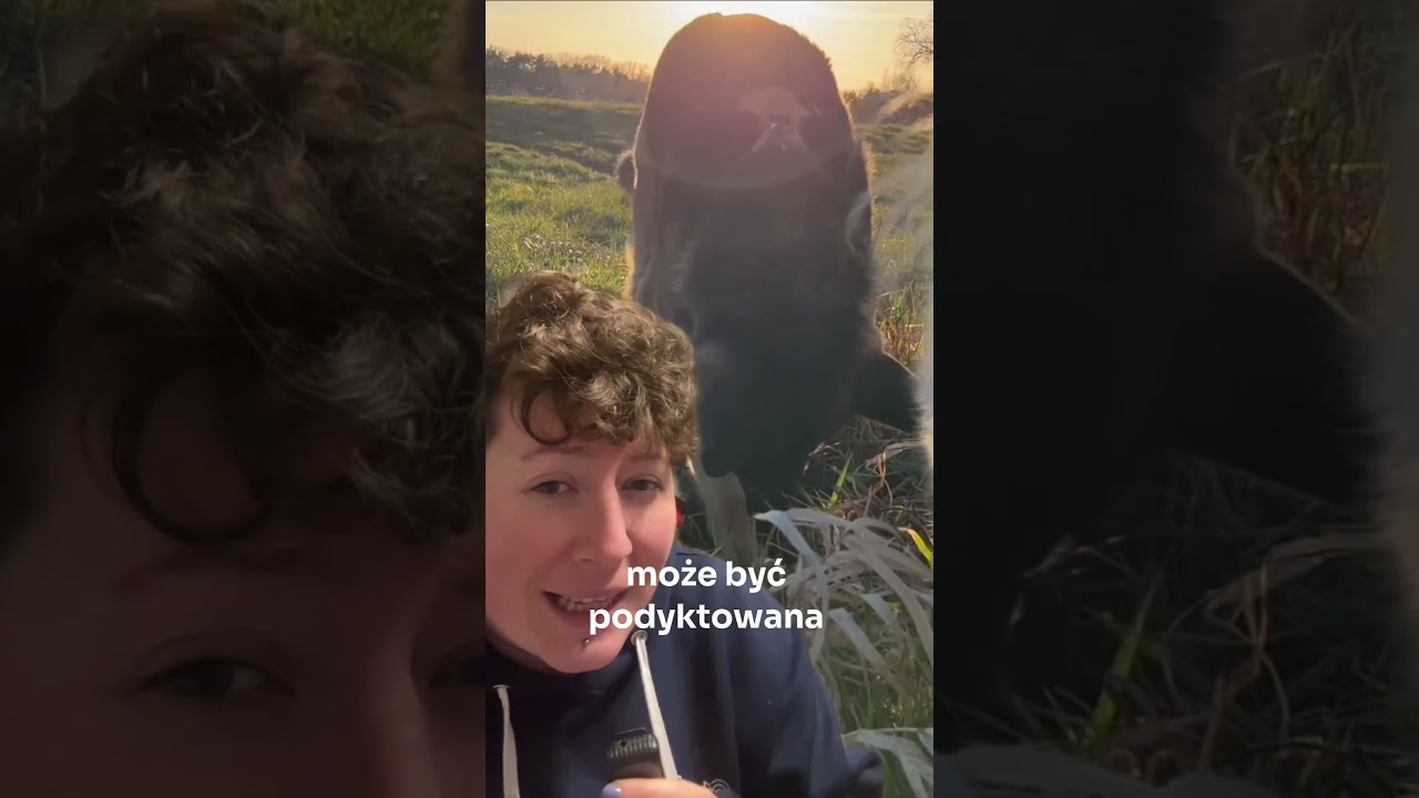 Dlaczego pies kopie dołki?