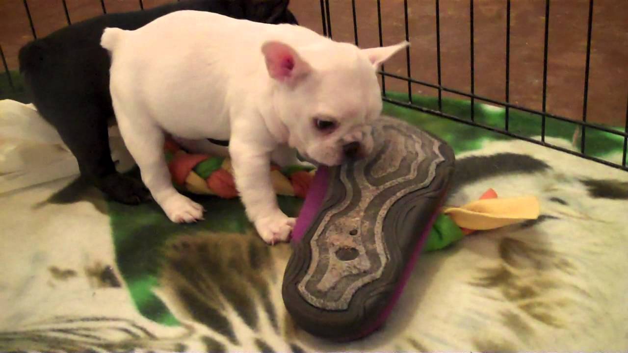 5 WEEK OLD FRENCH BULLDOG PUPPIES