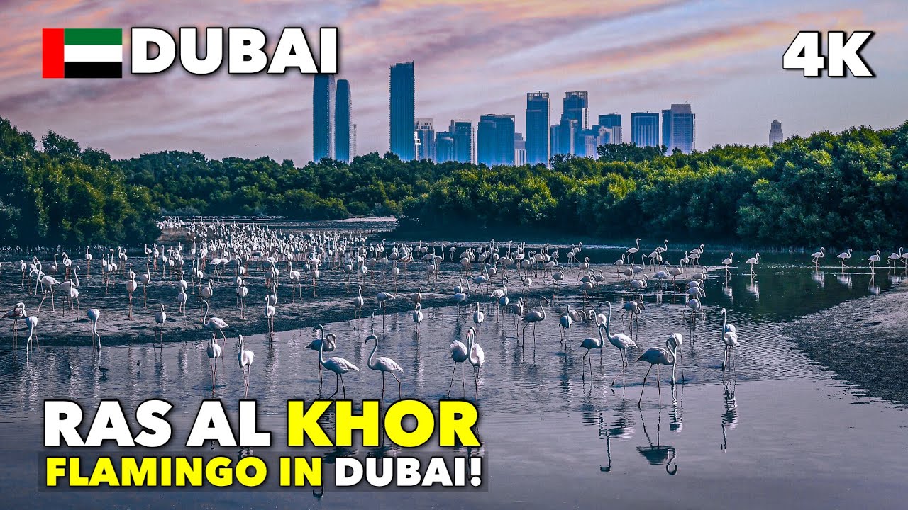 🇦🇪 This is Ras Al Khor Wildlife Sanctuary Dubai 2026 — No One will Show You!