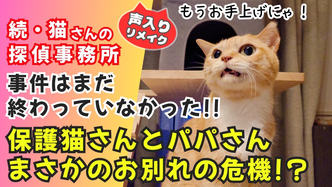 【にゃんコメ】猫さんに嫌われた！？仲直りする為に探偵猫さんの力を借りてみた！ #猫 #保護猫  #可愛い猫動画