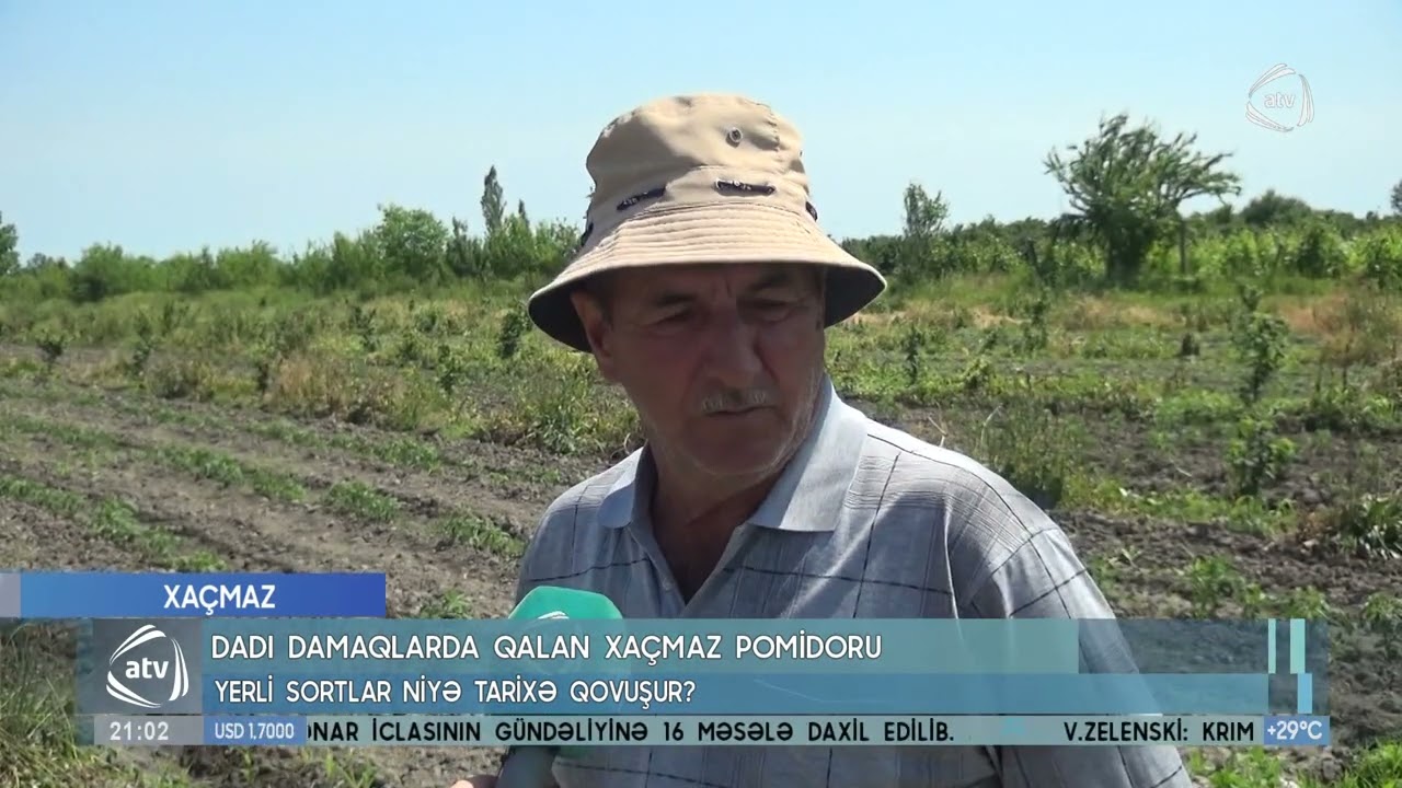 Məşhur Xaçmaz pomidoru:  Yerli sortlar niyə TARİXƏ QOVUŞUR?