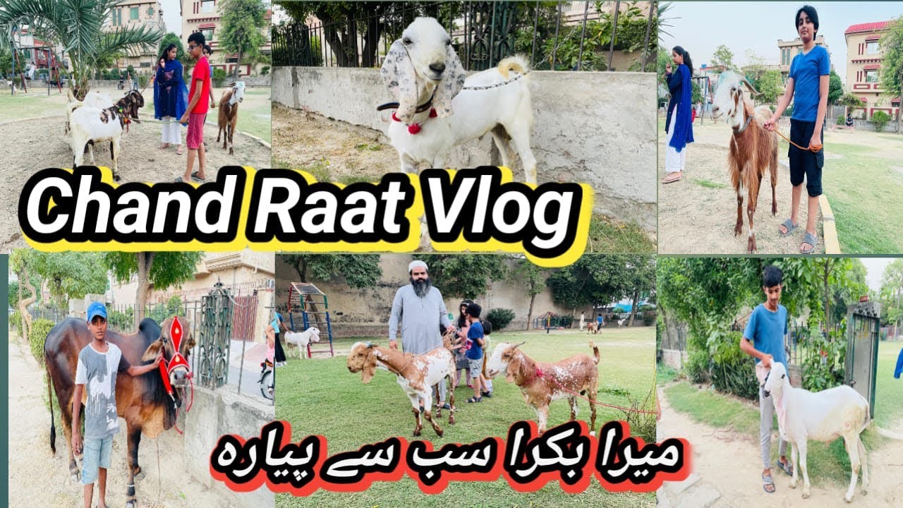 Chand Raat Vlog | Park Mein Goat And Cow Enjoying Last Day | Eid 2024 #viral  #vlog #inshaallah