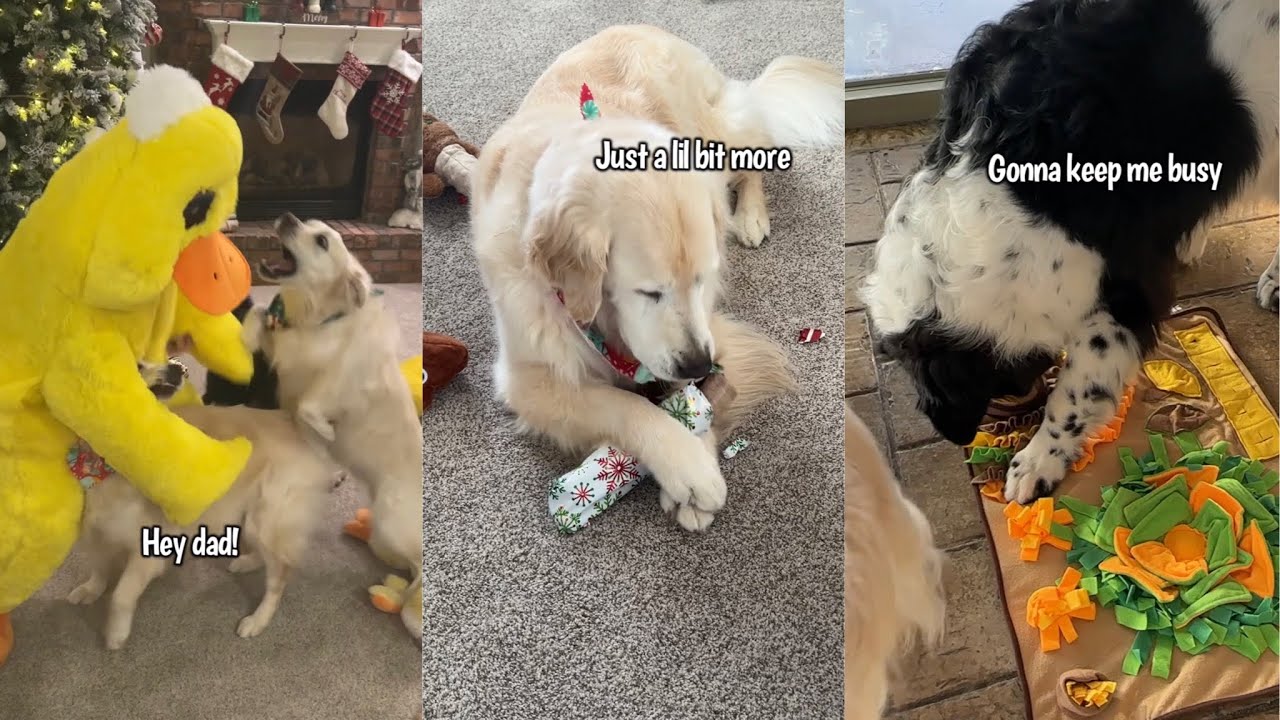 Christmas Shenanigans With My Dogs