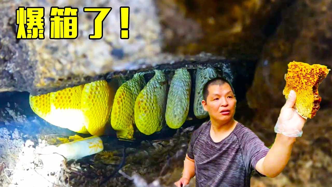 一窝野生石头蜂蜜，打开一看原来内有乾坤，一窝爆箱！【莆农阿敏】