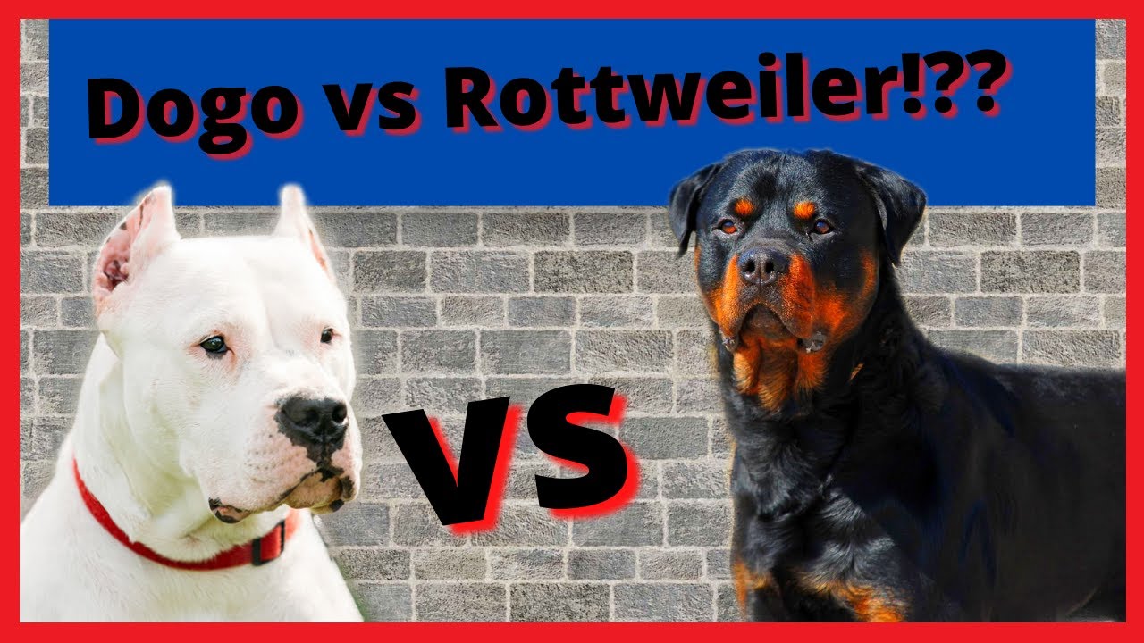 Dogo argentino vs Rottweiler