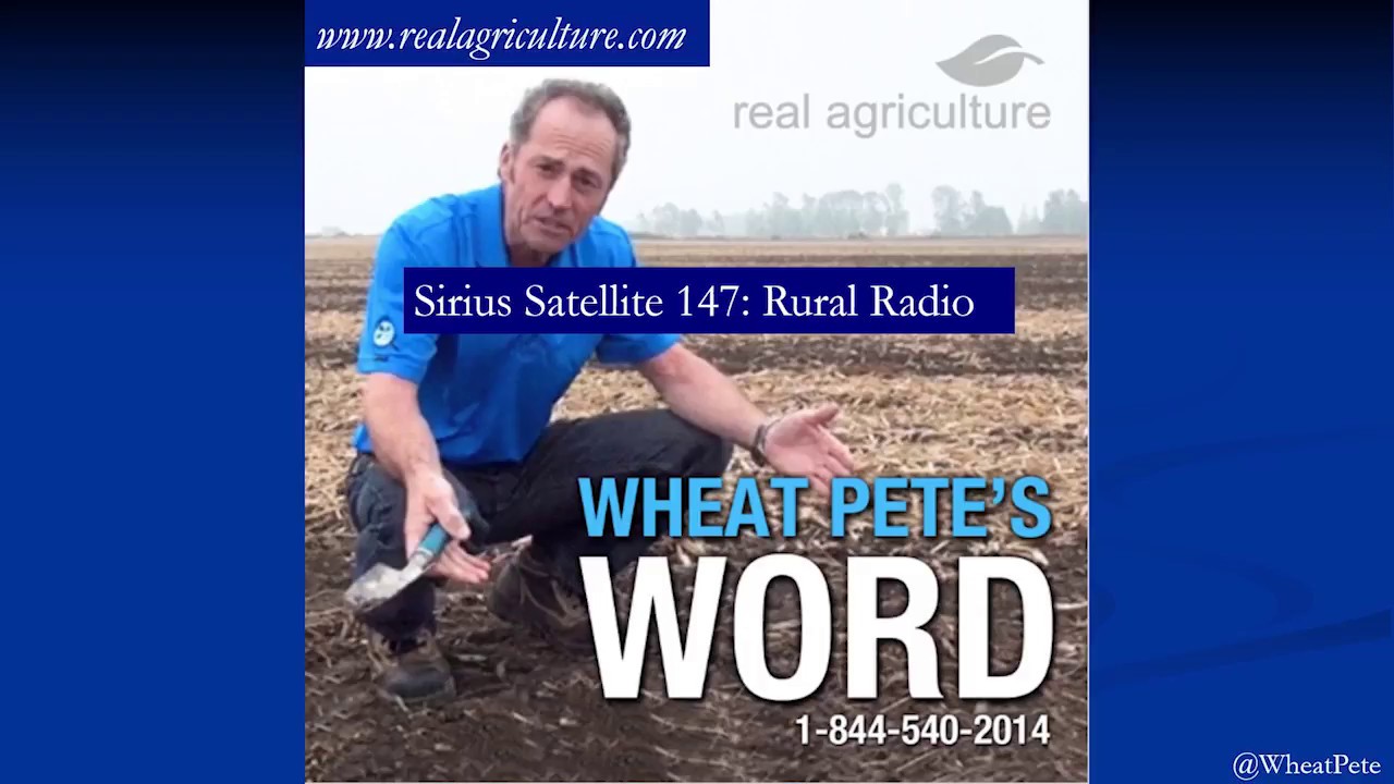 Maximum Wheat!  High-yield wheat by Peter Johnson - Part I