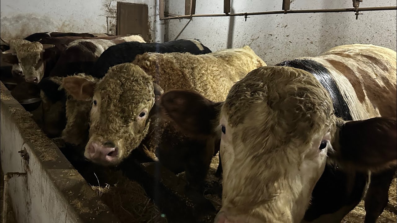 2026 YILI KURBANLIKLARIMIZ # KURBANLIKLARIMIZIN GENEL DURUMLARI 