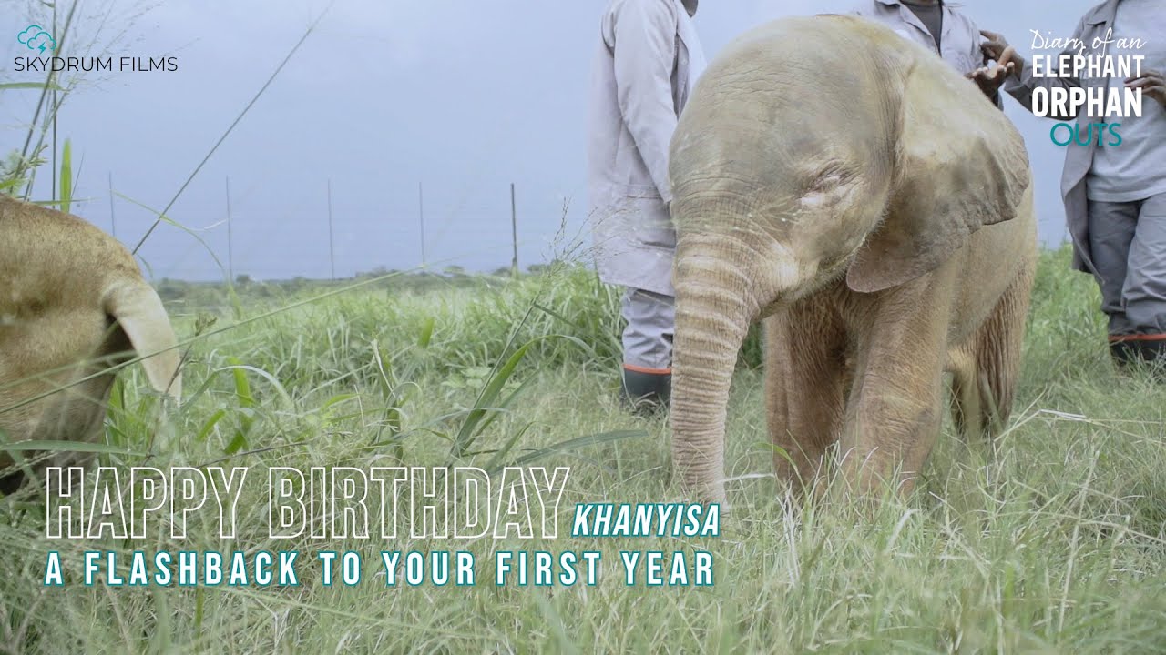 Happy Birthday Khanyisa a Flashback to your first year at HERD #elephantorphanage #khanyisa