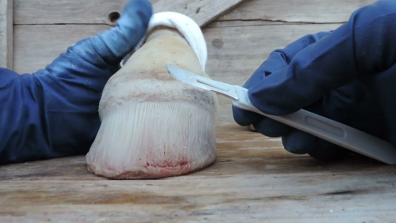 Introduction to Understanding the True Anatomy of the Horses Foot Part 7
