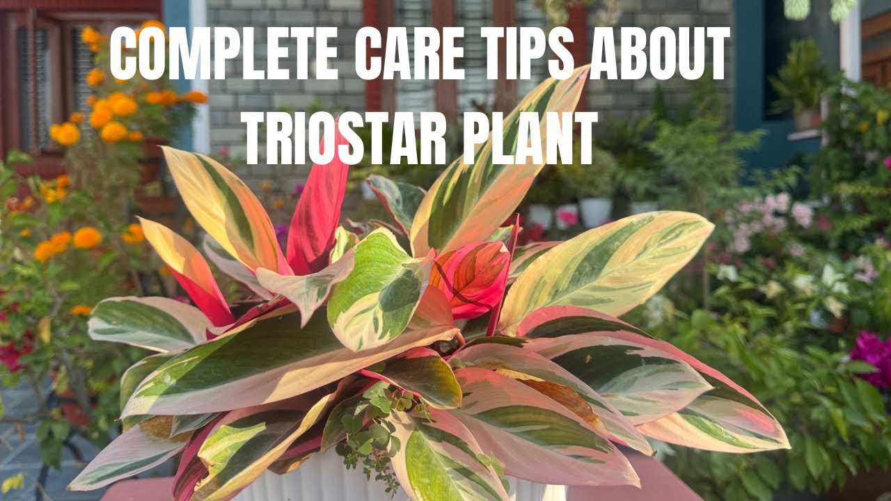 Detail care tips of Triostar plant 