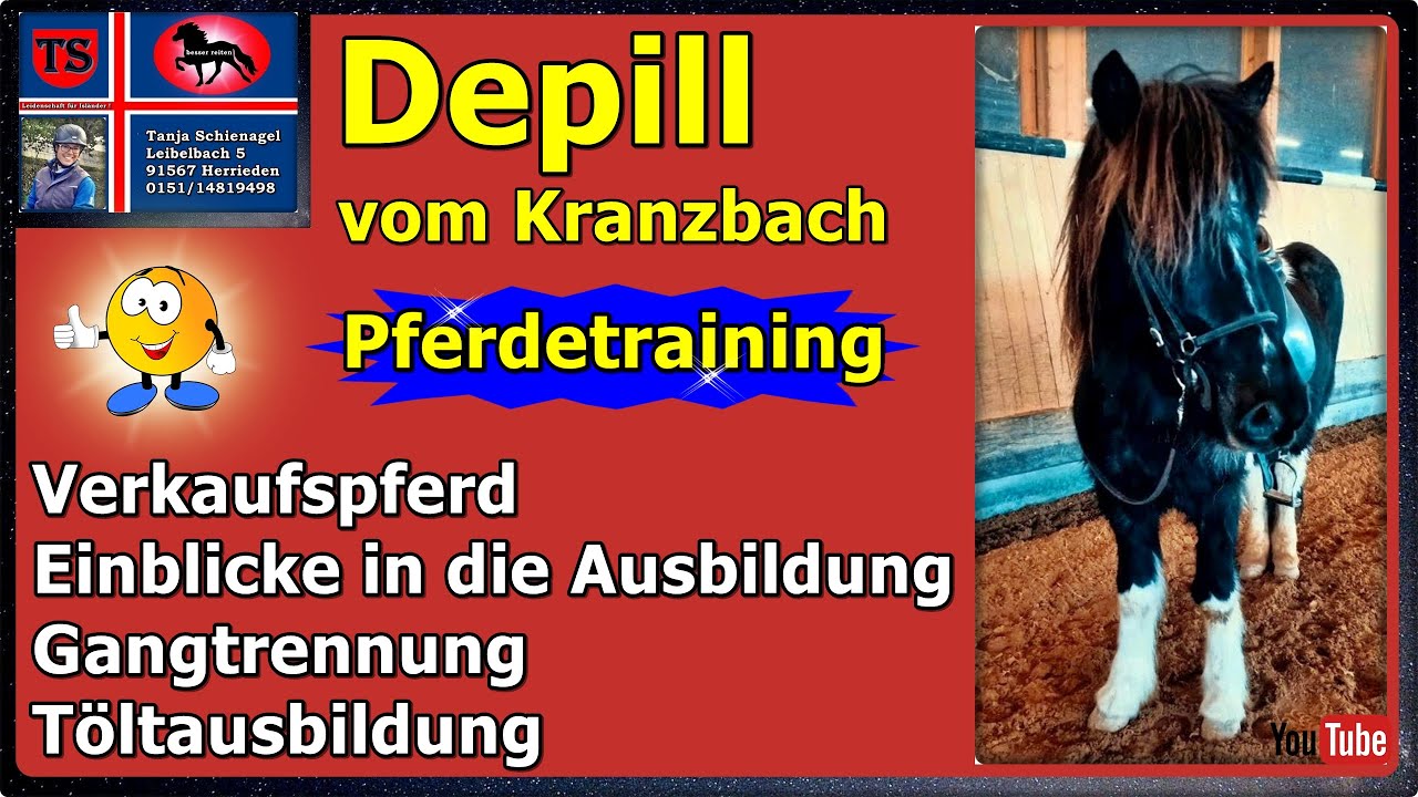 Depill, Islandpferd, Isländer, Gelände, Freizeit, Wallach, Verkaufspferd, Tipps, Tanja Schienagel