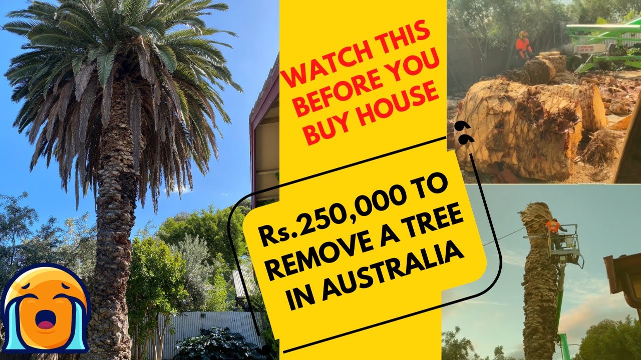 Things to know before buying house in Australia | Tree removal | Indian in Australia | Metacaretribe