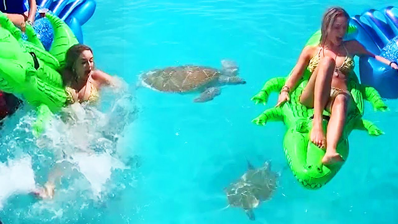 Turtle Attacks Girl In Bikini