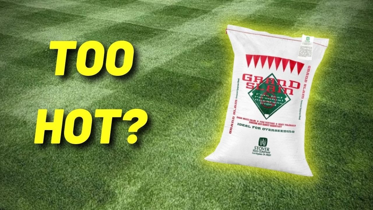 Can Perennial Ryegrass Handle The HEAT?