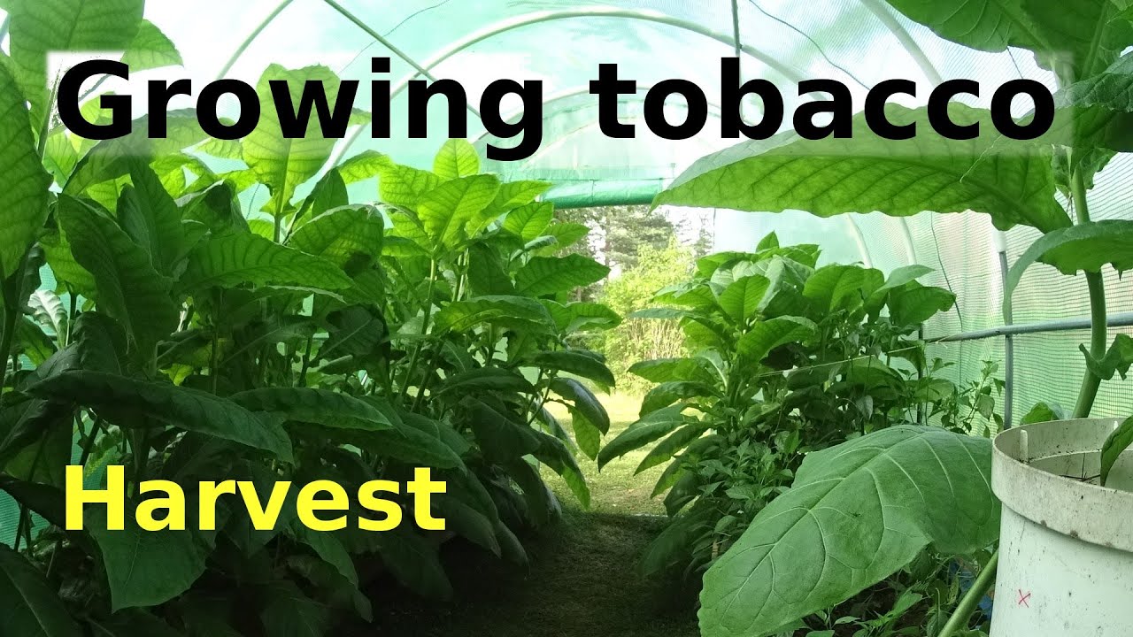 Growing tobacco   Harvest