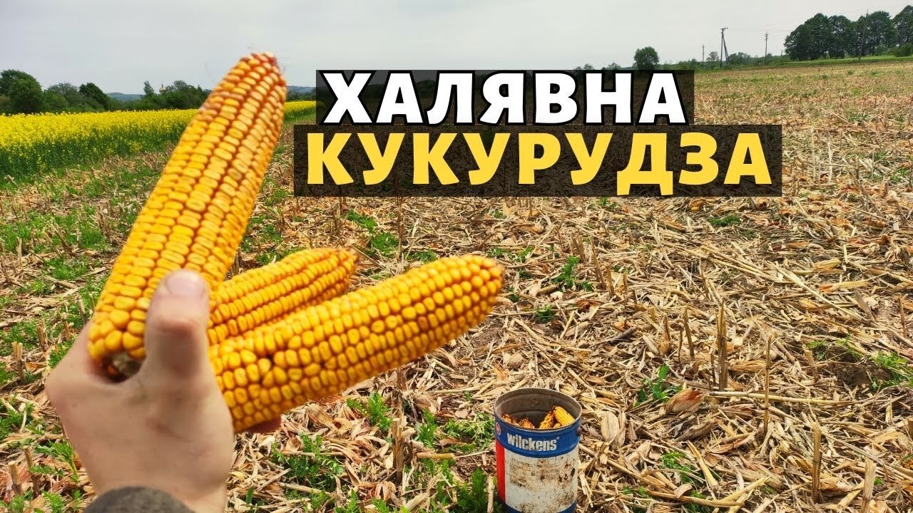 Збираю ХАЛЯВНУ КУКУРУДЗУ! Які втрати після комбайна. Як не потрібно сіяти кукурудзу.