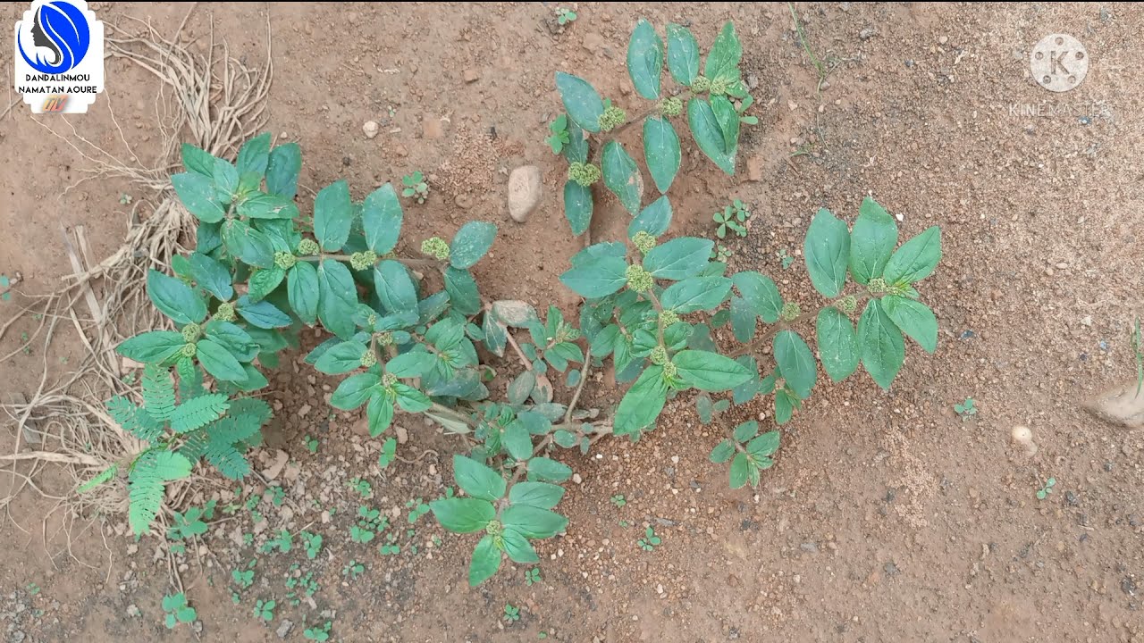 Anfanin ganyen nonon korciya ga mata da maza