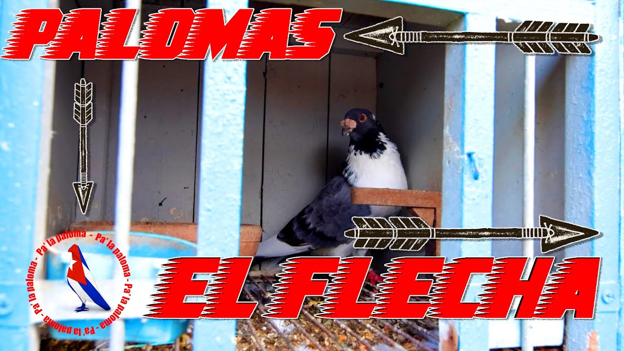 PALOMAR del FLECHA - Sus Palomas y como las lleva