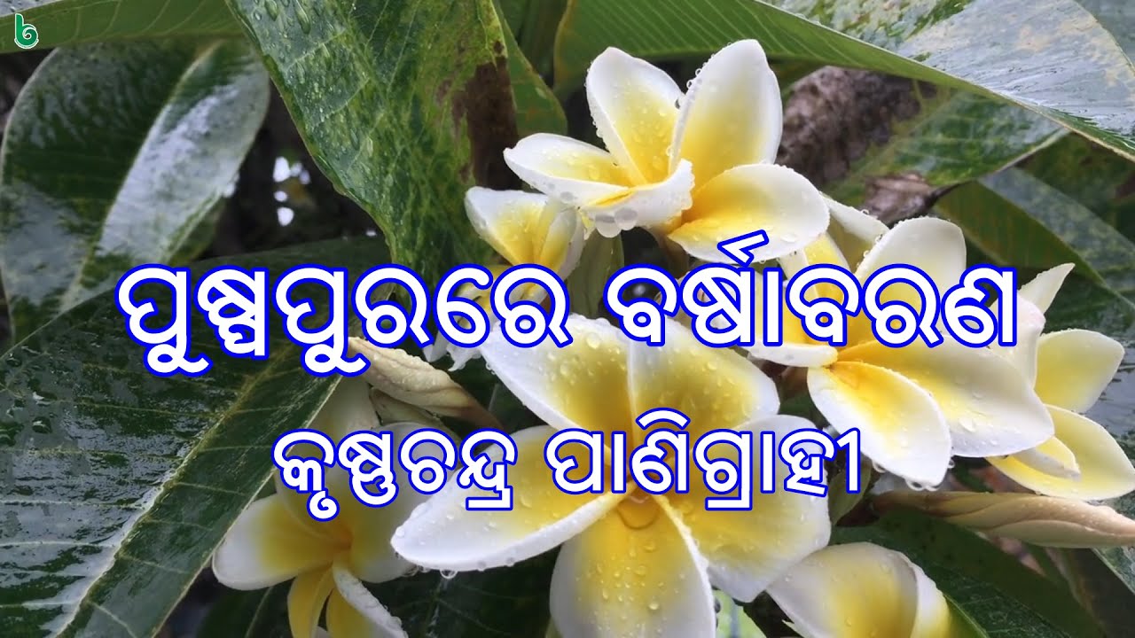 puspapurare barshabarana | krushnachandra panigrahi | odia sahitya | odia story | short story +2 mil