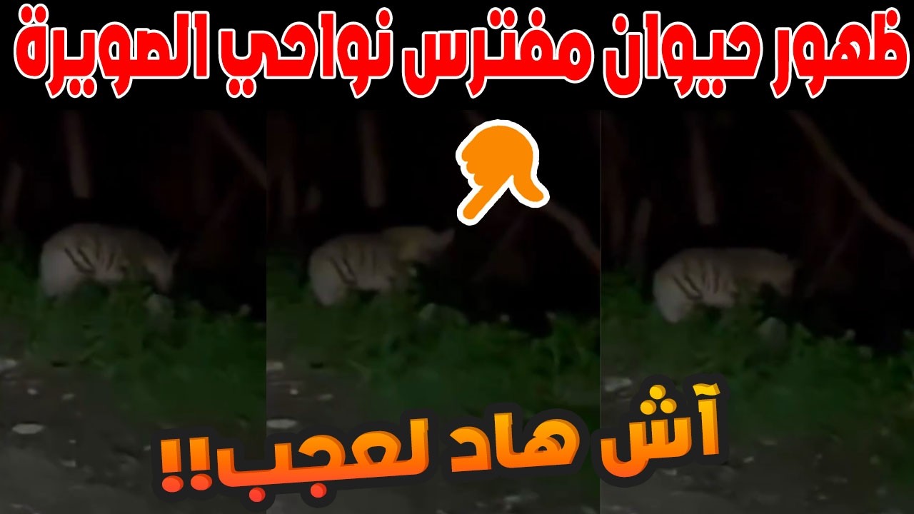 صدمة على الطريق! ظهور حيوان مفترس بين الصويرة وبيركوات يثير الرعب بين السائقين 😱 شاهد ما حدث!
