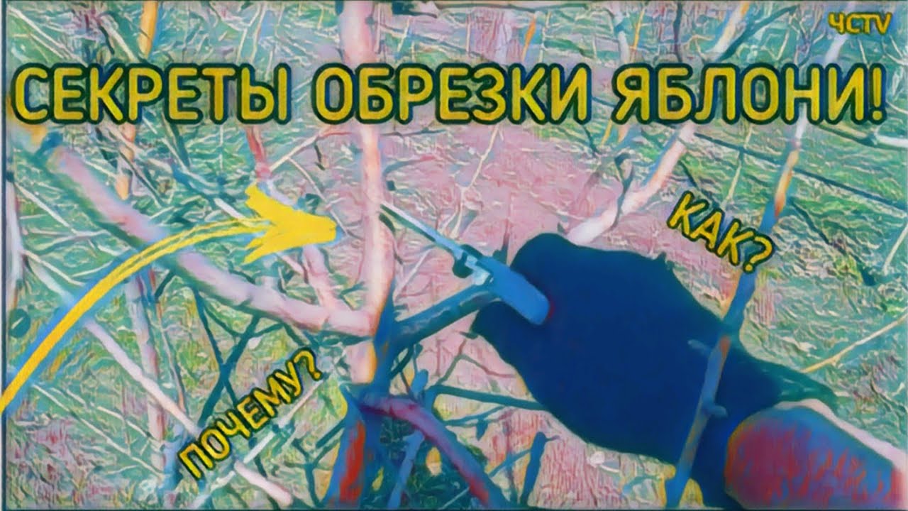 Обрезка яблони СУПЕРВЕРЕТЕНО – СЕКРЕТЫ, о которых молчат садоводы!