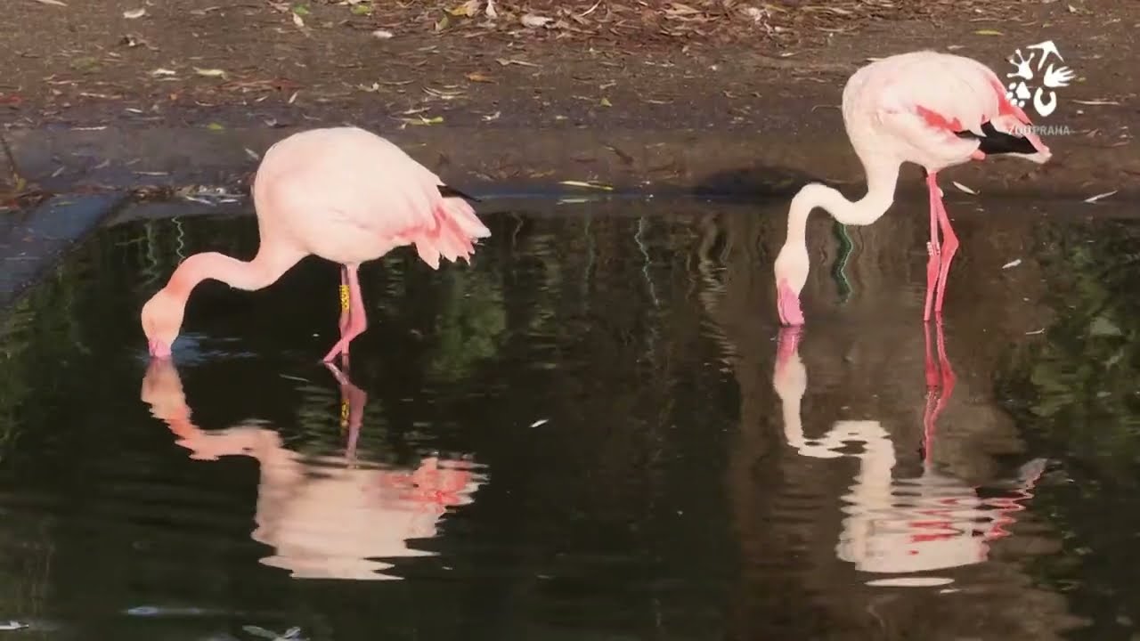 Okouzlující plameňáci růžoví v dolní části zoo