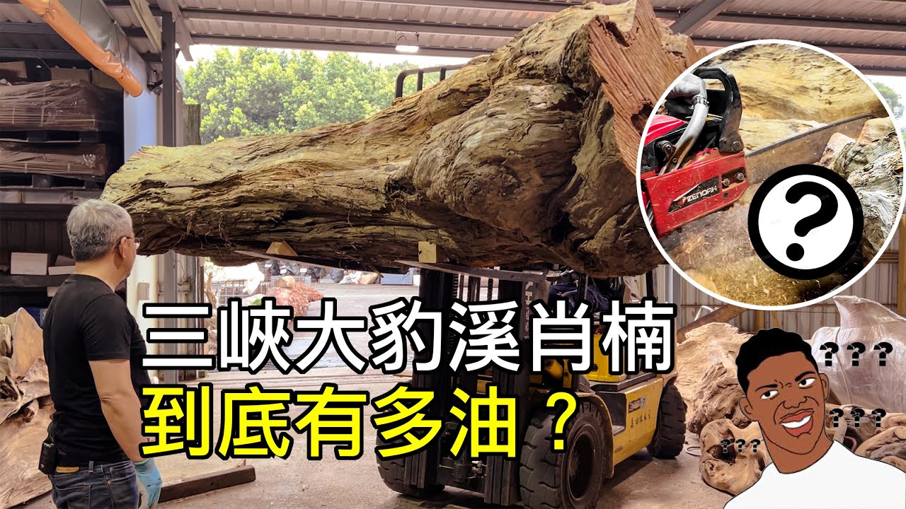 摩里沙卡 三峽大豹溪重油沈水肖楠現場解剖【上集】