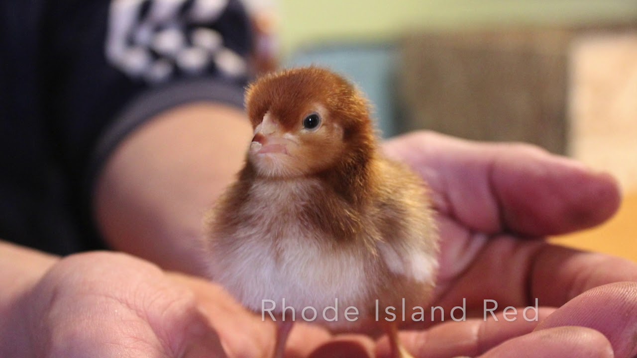 Chick Unboxing | mypetchicken.com | Spring 2020