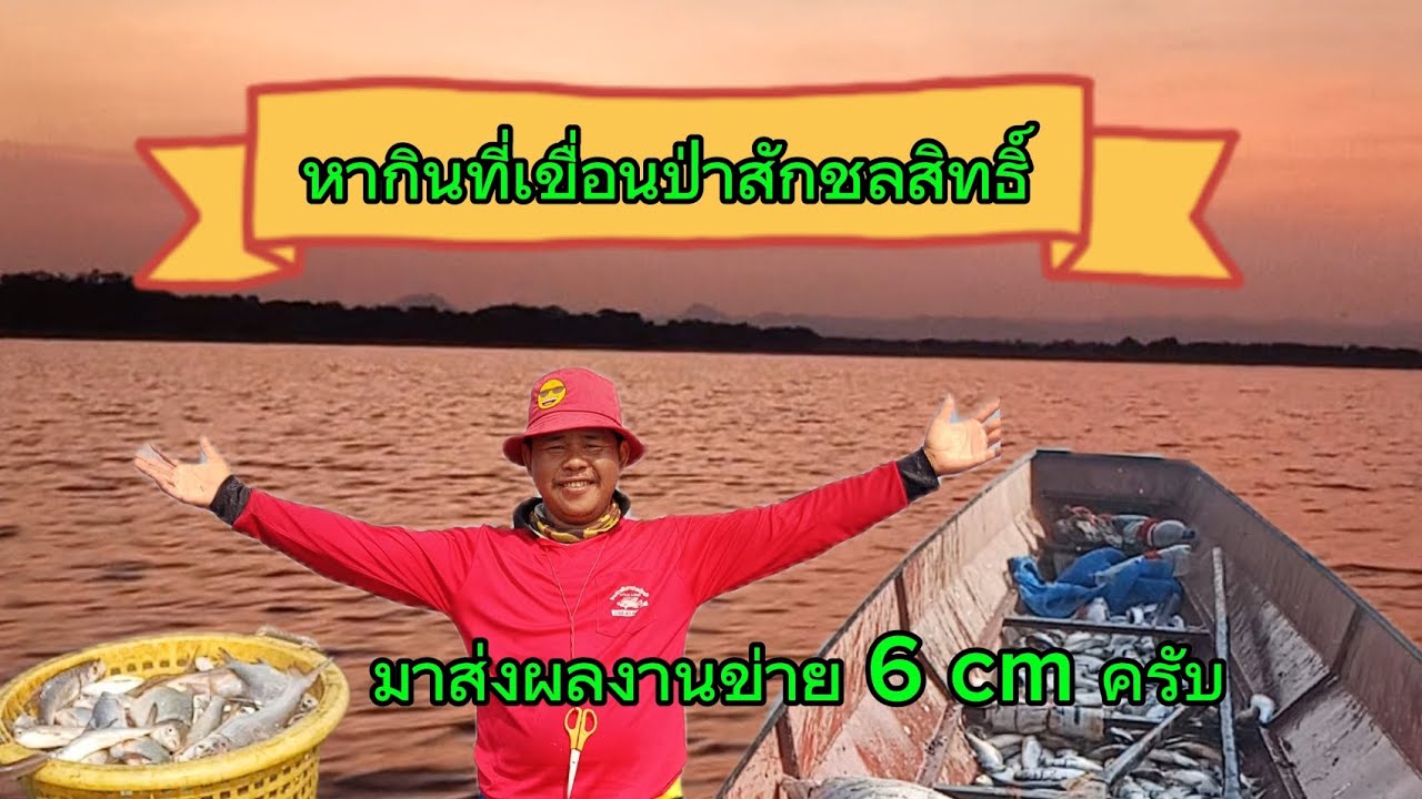 มาเก็บขาย 6 cm ครับวันนี้ยังหมานคือเก่าครับ #หากินที่เขื่อนป่าสักชลสิทธิ์ #หาปลาไปแปรรูปได้หลายอย่าง