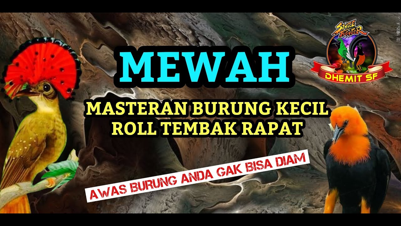 MEWAH, Masteran Burung Kecil Roll Tembak Rapat......Awas Gacoan Anda Gak Bisa Diam...!!!