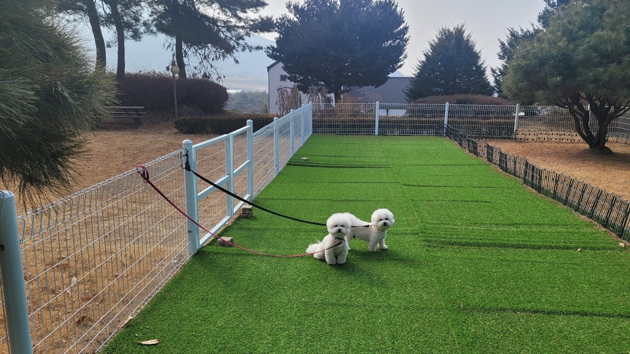 마당에묶인,비숑구름과아들